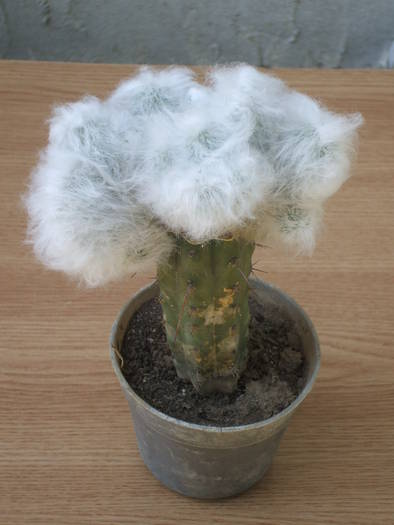 Espostoa lanata f. cristata