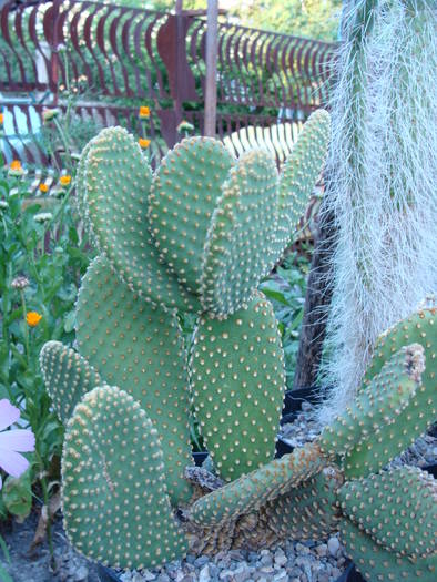 Opuntia microdasys - Opuntia-Tephrocactus