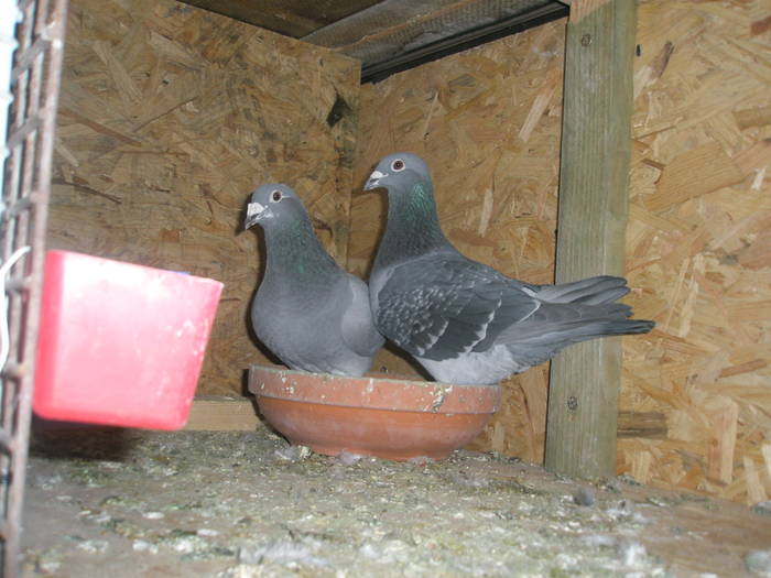 26 - porumbei Mihai si Gigi