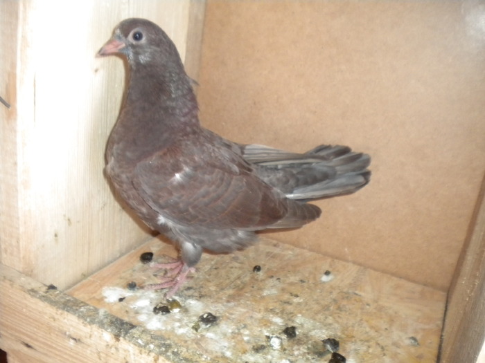 Picture 158 - Raicu 1