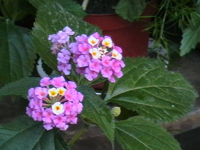 lantana mov