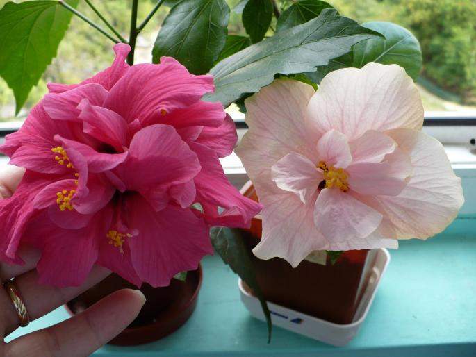 P1030750 - Hibiscusi