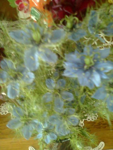 necunoscuta - flori din gradina2009