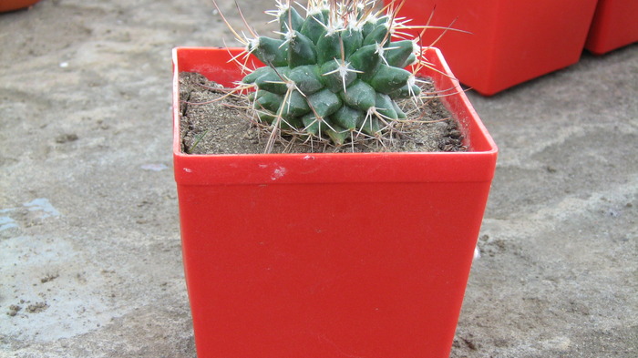 Picture 128 - cactusii mei