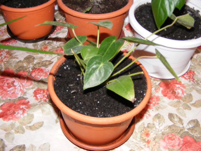 ANTHURIUM