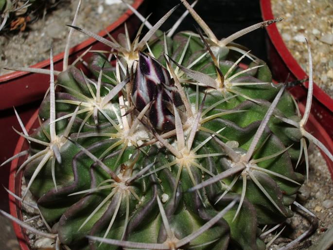 Echinofossulocactus