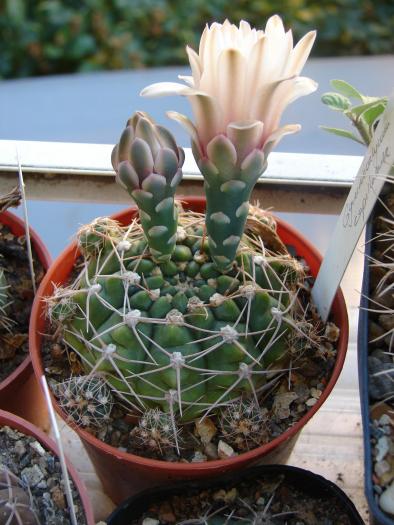 Gymnocalycium capillaense