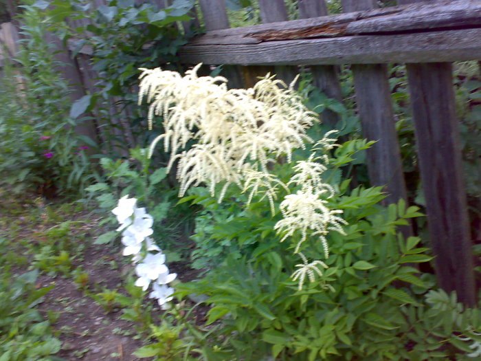 flori de sinziene - Florile din gradina mea - 2009