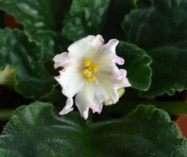 Susie Sunshine - Saintpaulia - violete de camera