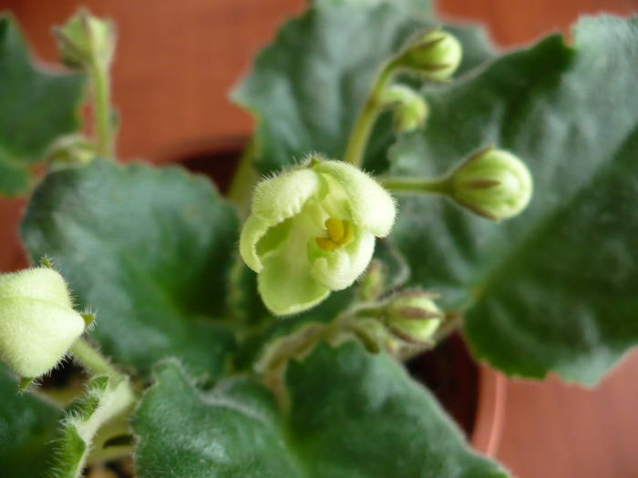 P1100366
