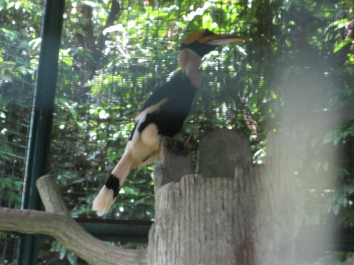 IMG_0058 - 2_1 - Kuala Lumpur Bird Park