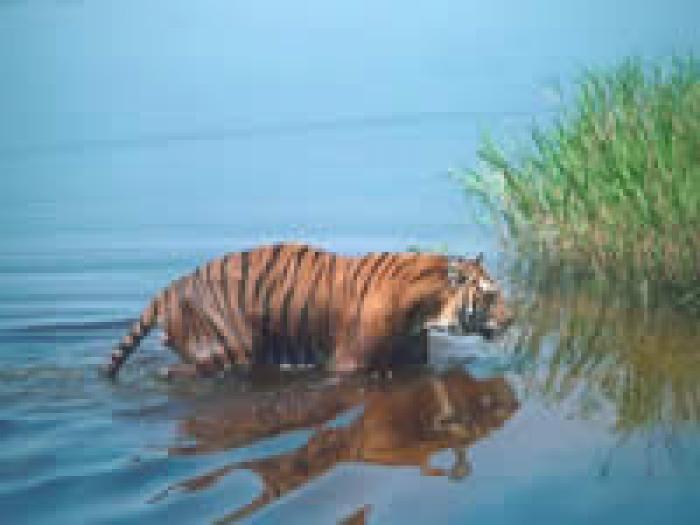 416 - tigri