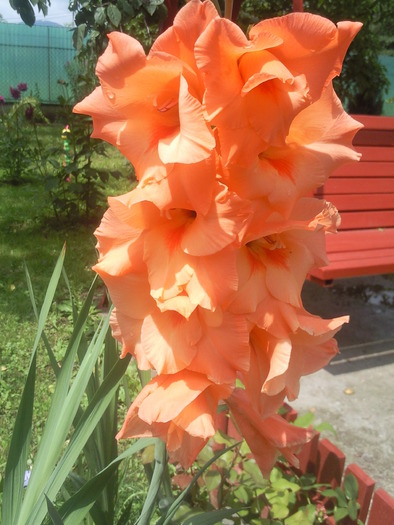 gladiole-portocalie - plantute de afara