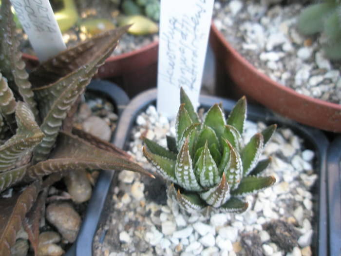 Haworthia reinwaldtii keffirdriftensis - Haworthia 2009
