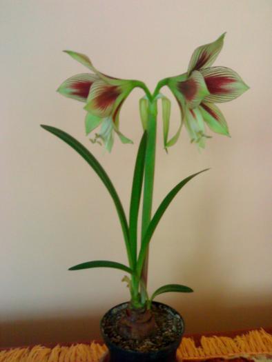 Hippeastrum papillio