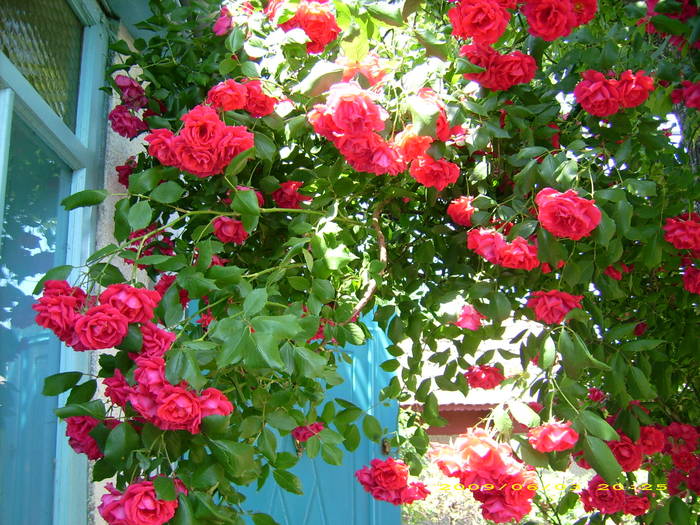 Picture 172 - Mi-am pus trandafiri in par