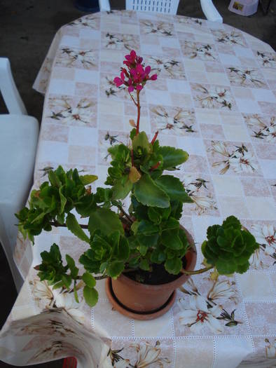 KALANCHOE