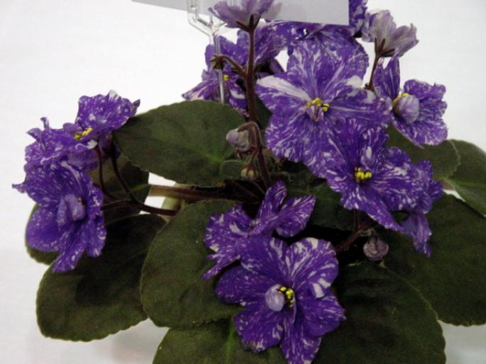 Rainbows_Quiet_Riot_2005avsa - violete de pe net 1