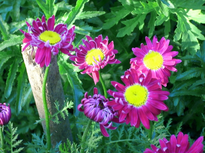 DSCI0500 - flori din gradina mea