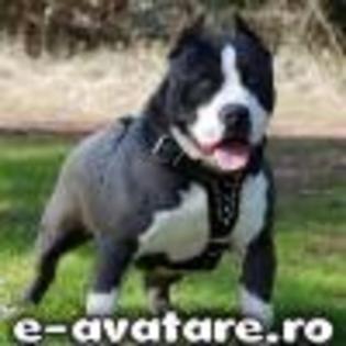 avatare_gratuite_1098195499496e0e3e6a95c9_14304695 - CATELUSI