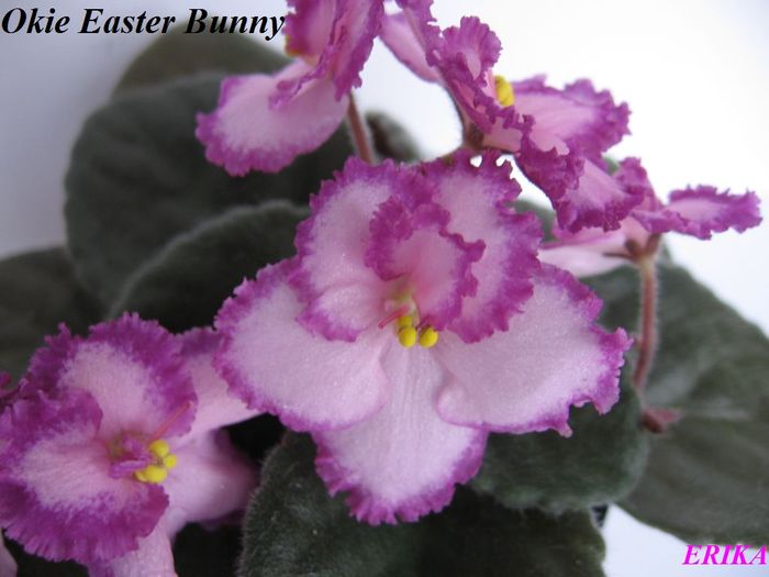 Okie Easter Bunny 2009 jul 12 - Violete de colectie