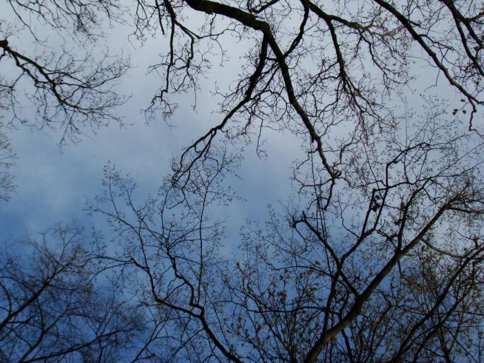 DSC02725 - 2008-03-22 - La padure-Baneasa