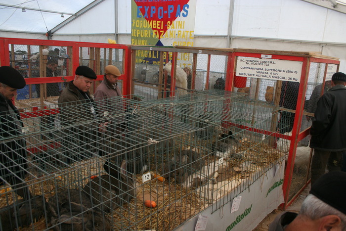 EXPO-PAS Suceava 2009