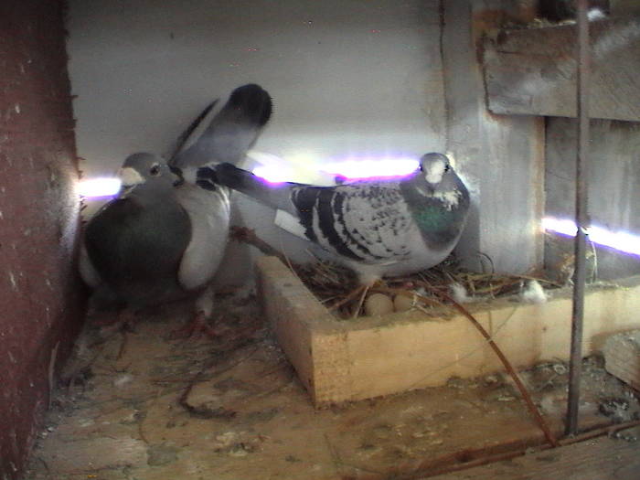 DVC00102 - porumbeii mei