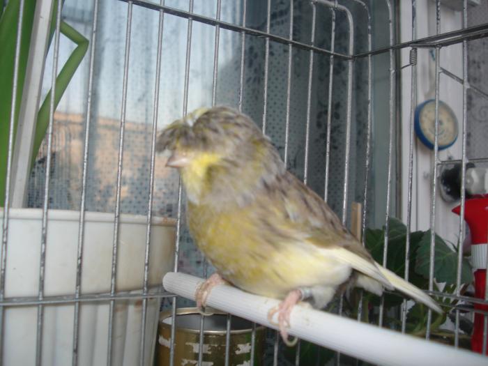 DSC00433 - canari