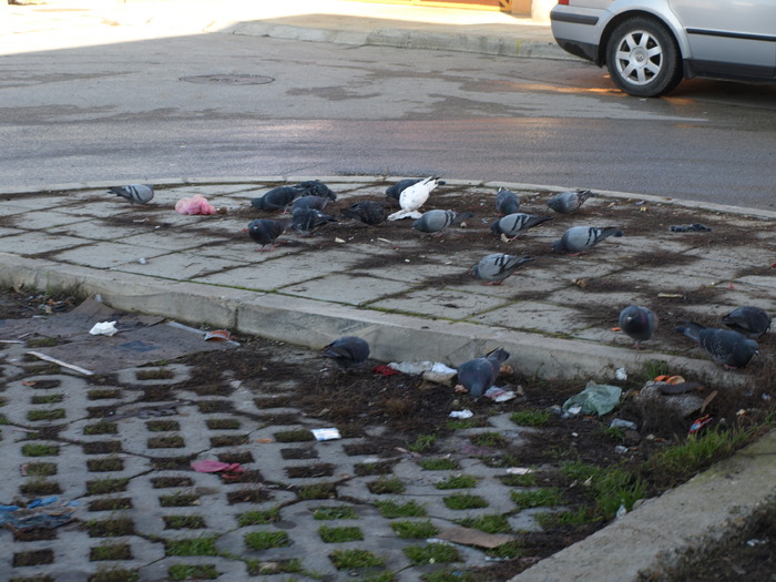 Picture 286 - silistra bulgaria