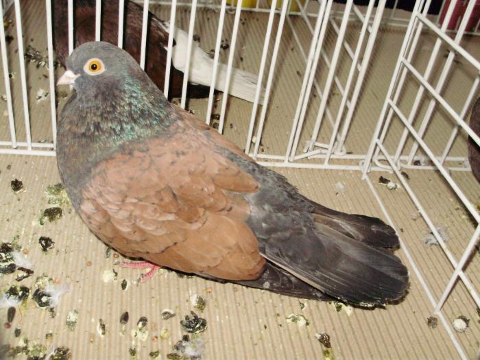 orbet 9 - 1506 2 porumbei rz