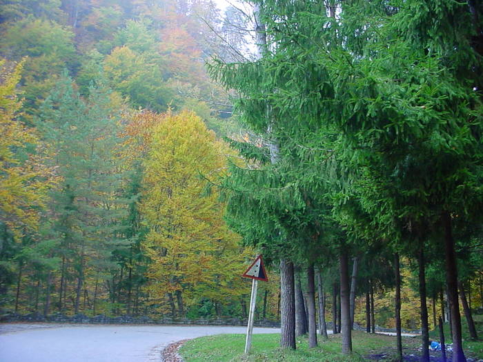 DSC03844 - 2005 OLANESTI