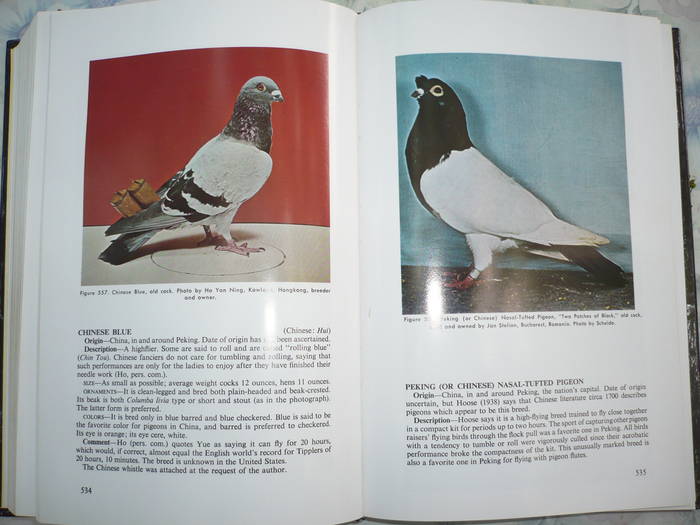 e15 - 8-Enciclopedie cu peste 300 rase de porumbei