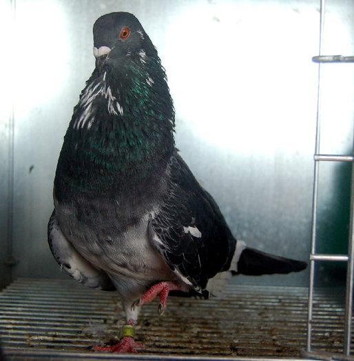 DSC_1467-1[1]; mascul
