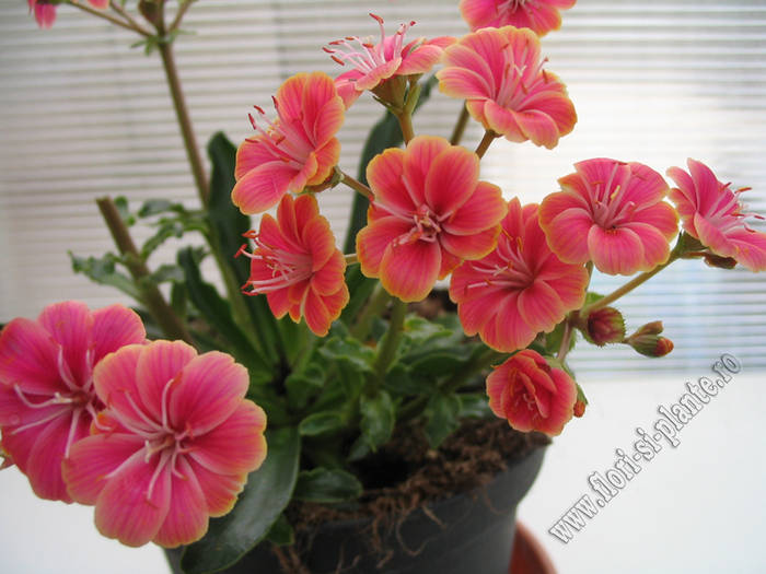 Lewisia portocaliu_roz 3 - Lewisia