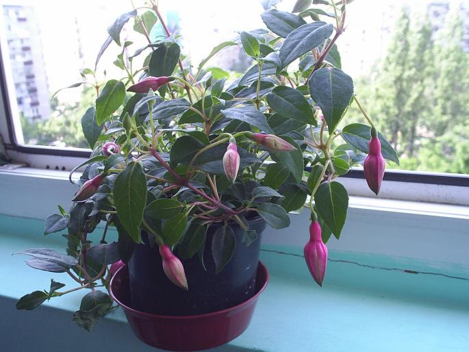 PIC_0003 - Fuchsia