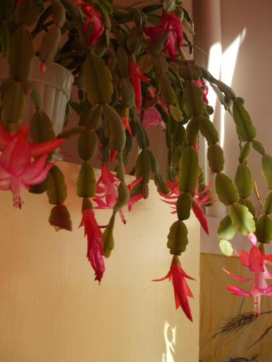 schlumbergera