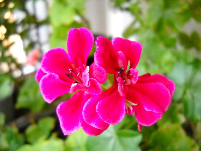  - Pelargonium