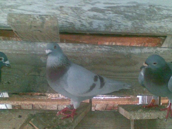07062008(005); argintiu batran...
