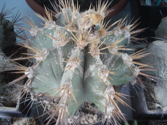 Astrophytum