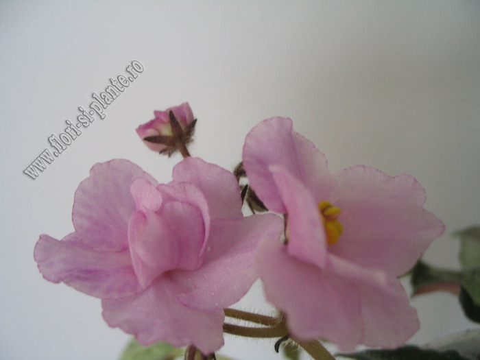 Saintpaulia Genetic Blush 9
