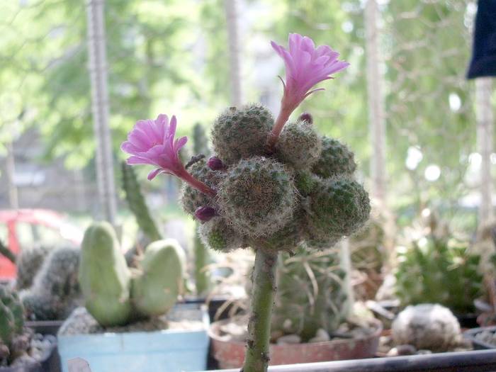 Rebutia perplexa - Plante altoite