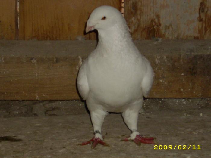 mascul 2008 - nastase