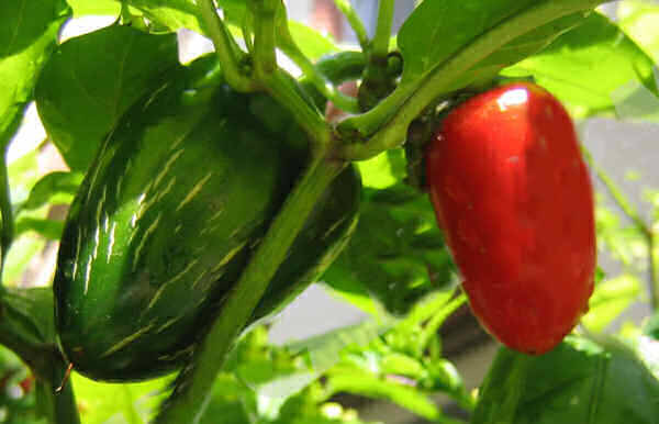 Jalapeno Chili Peppers