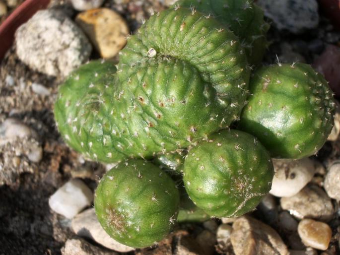 Echinopsis forma monstruoasa - cactusi