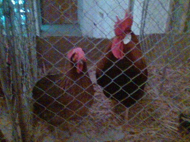 Imag084 - EXPO SATU MARE 2009