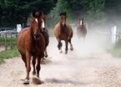 o herghelie de cai fuge prin sat