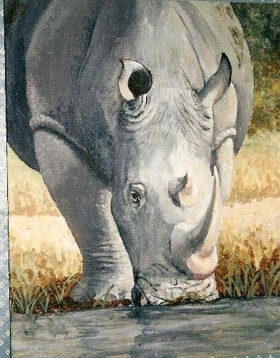 whiterhino1-full[1] - Africa animals