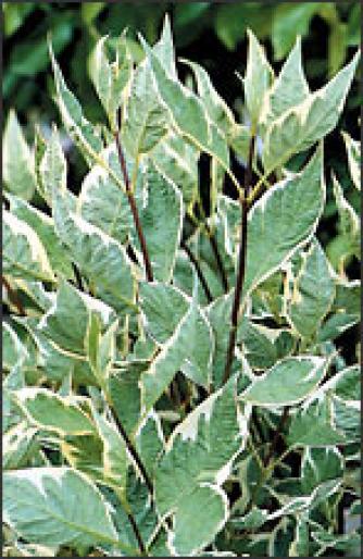 CORNUS ALBA-CORN DECORATIV - Arbusti