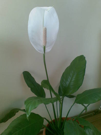 Spathiphyllum - F L O R I de tot felul 2009